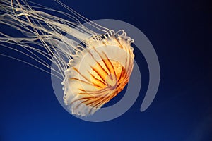 Jellyfish
