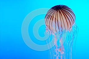 Medúza 