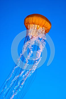 Jellyfish