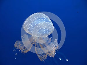 jellyfish