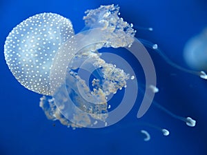 Jellyfish