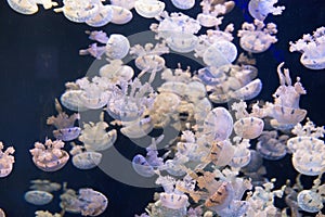 Jellyfish