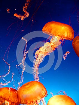 Jellyfish