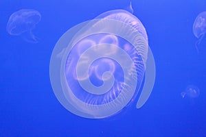 Jellyfish