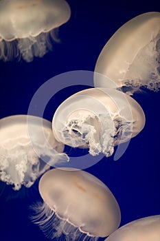 Jellyfish