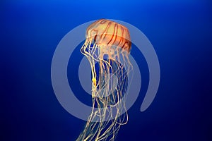 Jellyfish