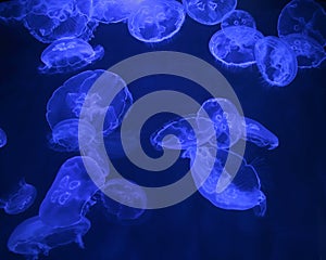 Jellyfish