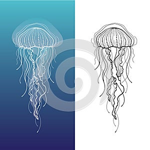 Jellyfish 1 photo