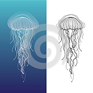 Jellyfish 1