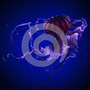 Jellyfish in acuarium