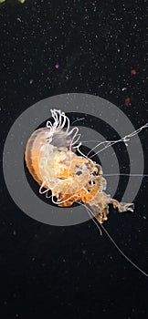 Jellyfish against black background.