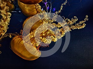 Jellyfish against a dark background