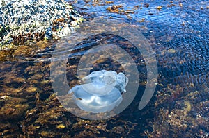 Jellyfish among algae in sea waters