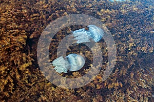 Jellyfish among algae in sea waters