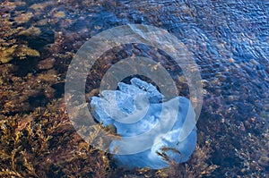 Jellyfish among algae in sea waters