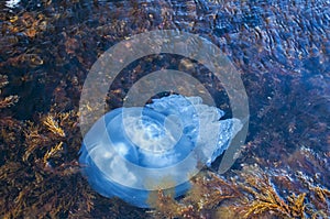 Jellyfish among algae in sea waters