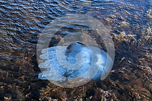 Jellyfish among algae in sea waters