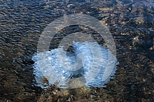 Jellyfish among algae in sea waters