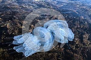 Jellyfish among algae in sea waters