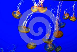 Jellyfish in aquarium