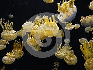 Jellyfish in aquarium