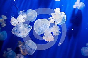 Jellyfish in an aquarium with blue water