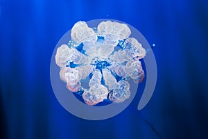 Jellyfish in an aquarium with blue water