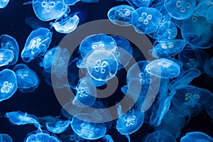 Jellyfish in aquarium lit by blue light