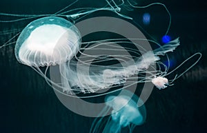 Jellyfish aquarium in Manila Ocean Park Phils