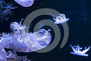 Jellyfish in aquarium