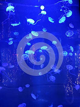 Jellyfish in an aquarium tank