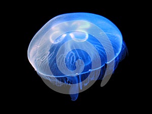 Jellyfish (Aurelia aurita)