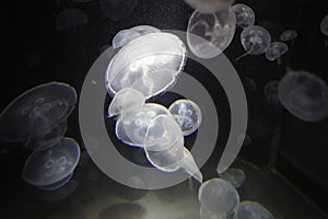 Jellyfish Aurelia Aurita, Baltimore Aquarium, Maryland, United States