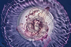 Jellyfish Aurelia Aurita closeup shot