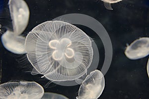 Jellyfish, Aurelia aurita, swimming