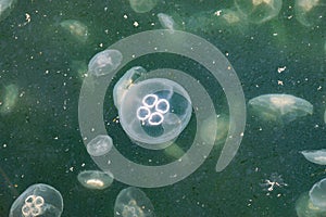 Jellyfish Aurelia in polluted water.