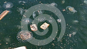 Jellyfish Aurelia in polluted water.