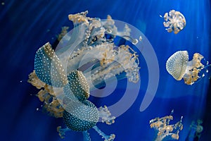 Jellyfish back light underwater close up