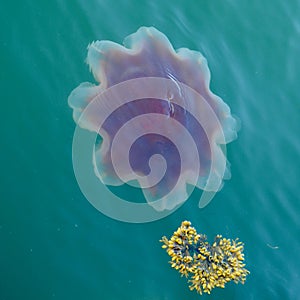 Jellyfish Bar Harbor Maine Close Up