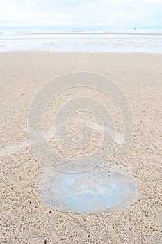 Jellyfish on the beach