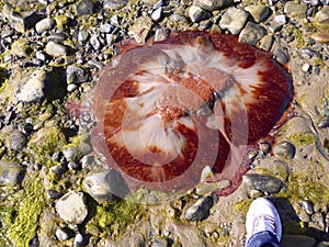 Jellyfish on beach