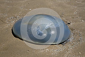 Jellyfish on a Beach