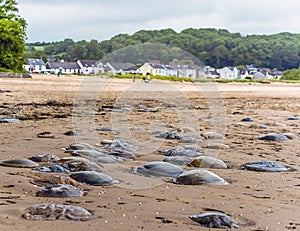 Jellyfish on the beach in front of the village at Llansteffan, Wales