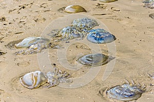 Jellyfish on the beach at Llansteffan, Wales