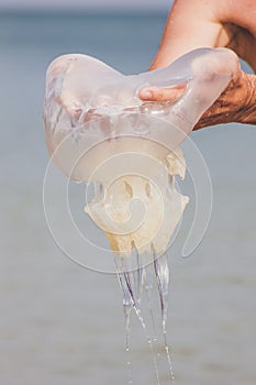 Jellyfish on beach sunset background in man`s hands. Nature care concept