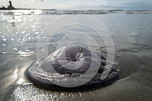 A Jellyfish at the beach of viareggio