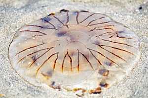 Jellyfish beached