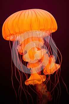 Jellyfish on black background. Jellyfish is a species of jellyfish in the family Phyllorhiza punctata.