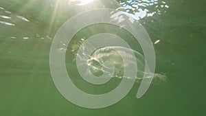 Jellyfish in the black sea. Scientific name is Aurelia aurita