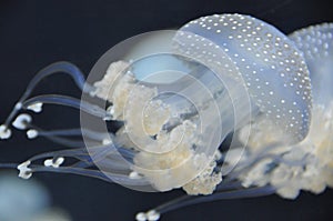 Jellyfish photo